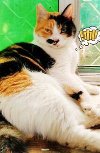 母猫变成人了吗视频,揭秘母猫变人的神秘视频