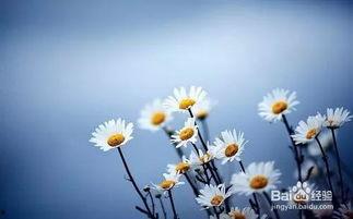 小雏菊成人影院视频,一场激情四溢的视觉盛宴