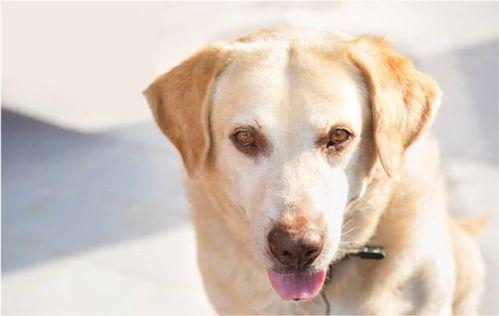 小狗成人背心教程视频讲解,教程视频详解